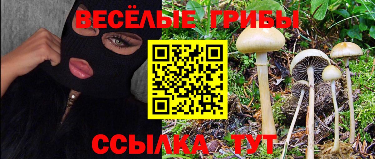 Псилоцибиновые грибы прущие грибы  Вход с VPN  Братск 